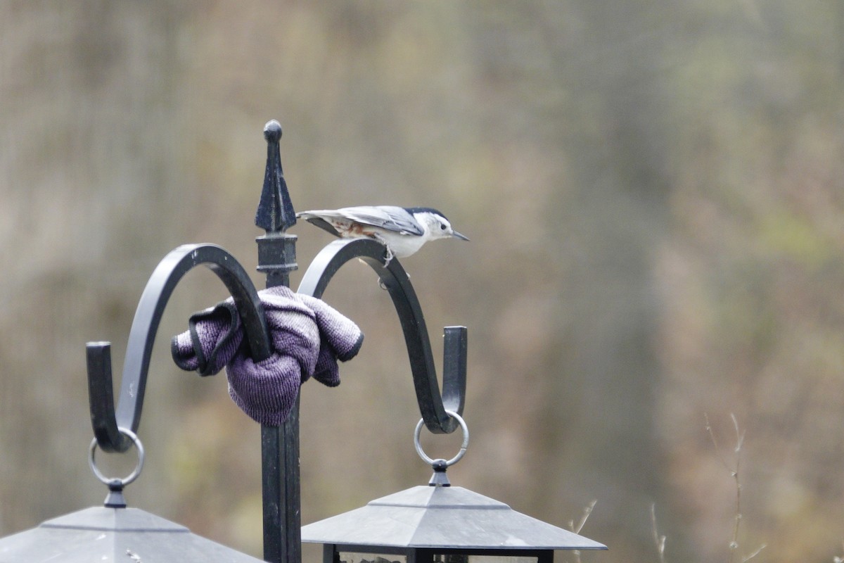 White-breasted Nuthatch - ML646981042