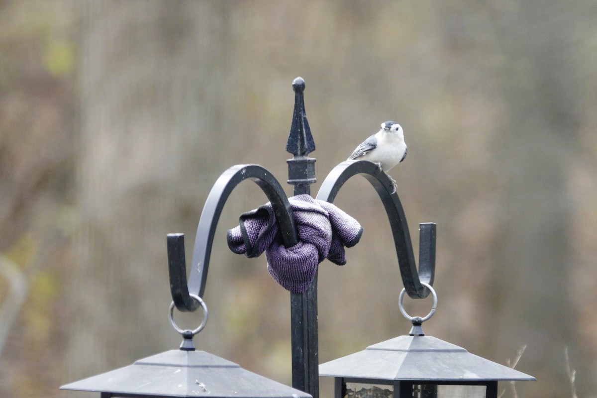 White-breasted Nuthatch - ML646981043