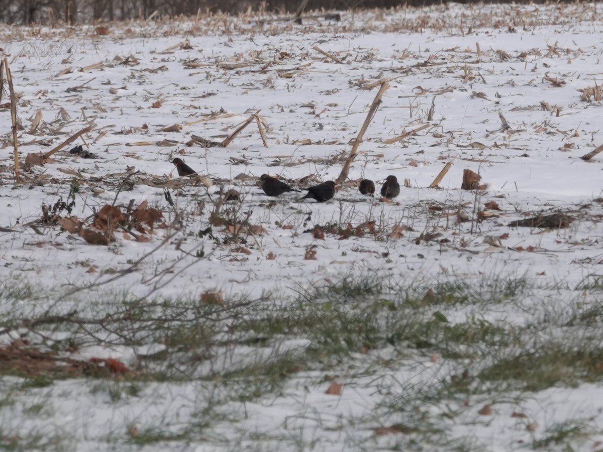 Rusty Blackbird - ML646981045