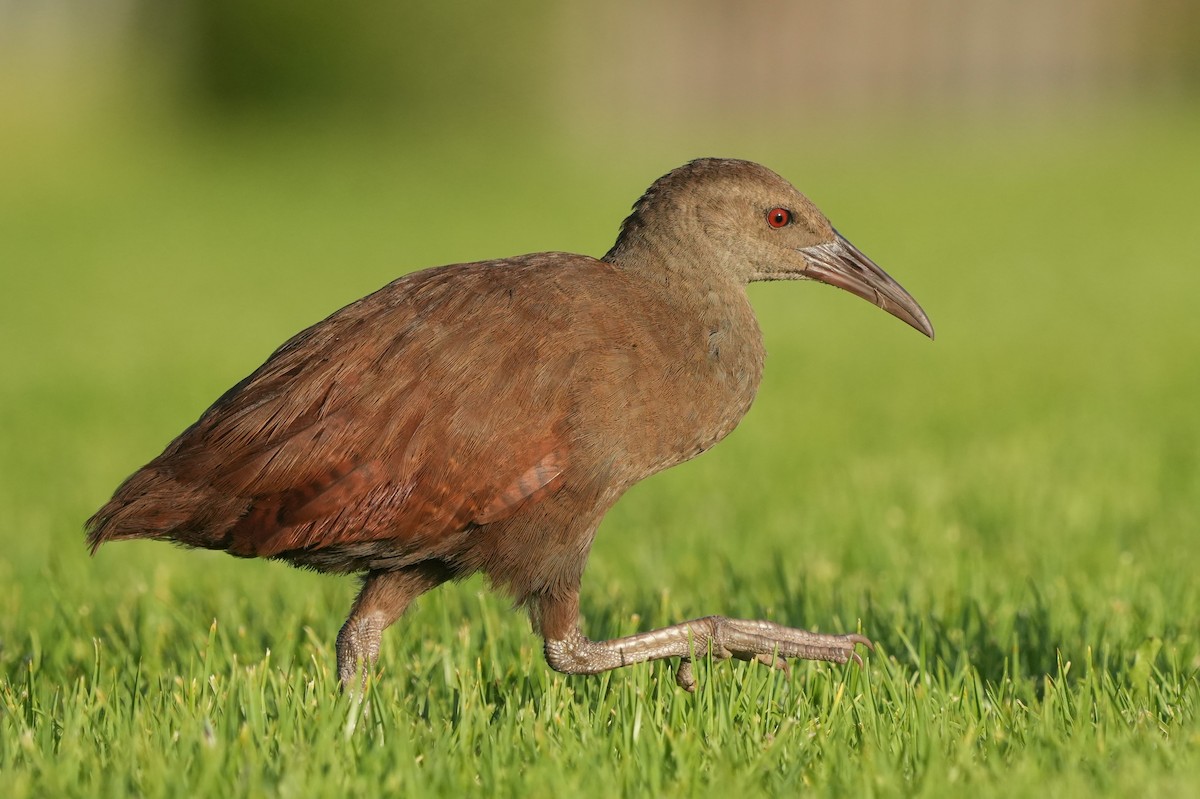 Lord-Howe-Ralle - ML646981046