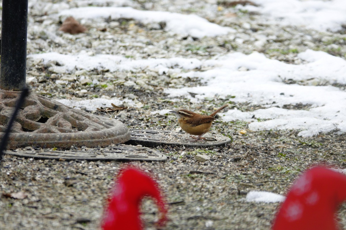 Carolinazaunkönig - ML646981047