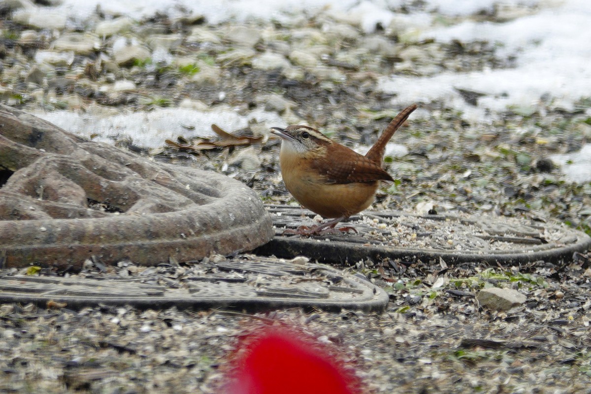 Carolinazaunkönig - ML646981048