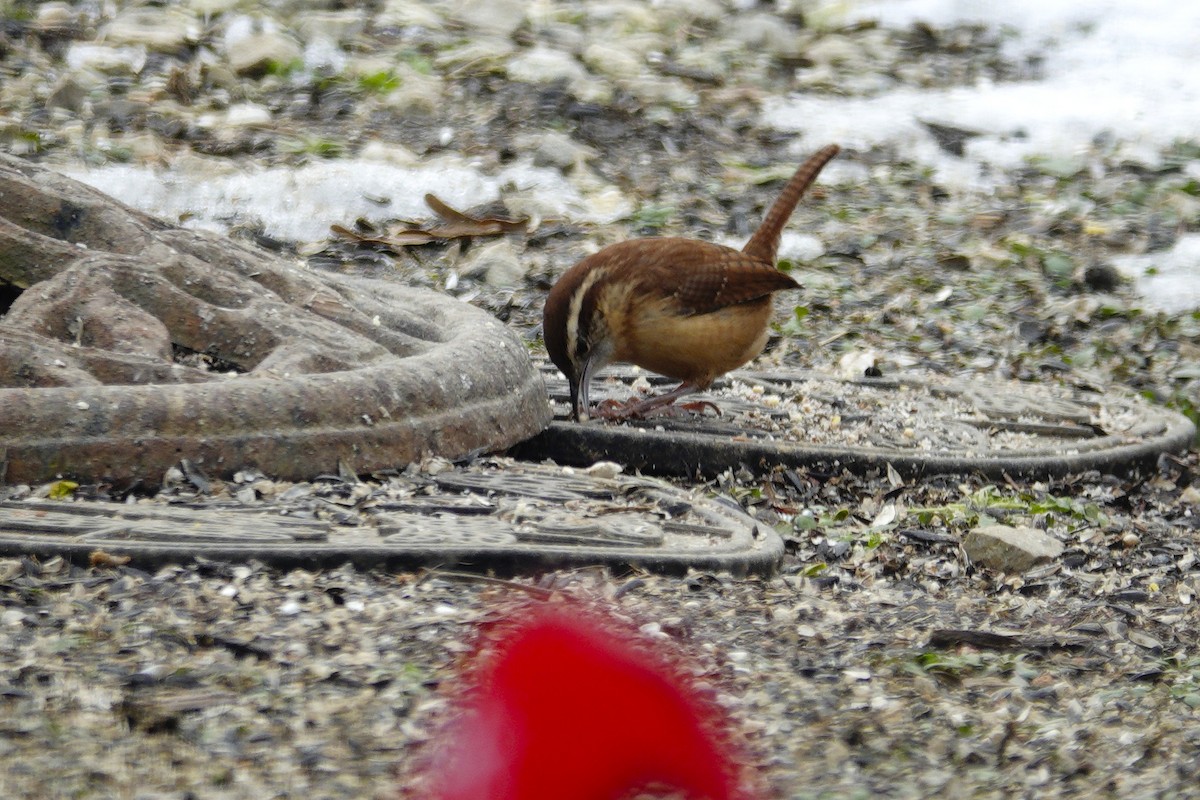 Carolinazaunkönig - ML646981049