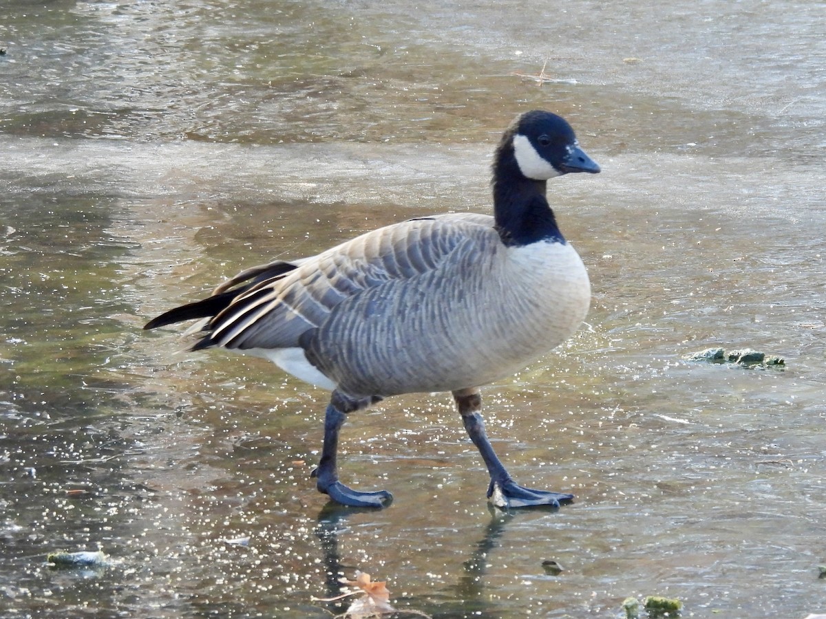 Zwergkanadagans - ML646981050