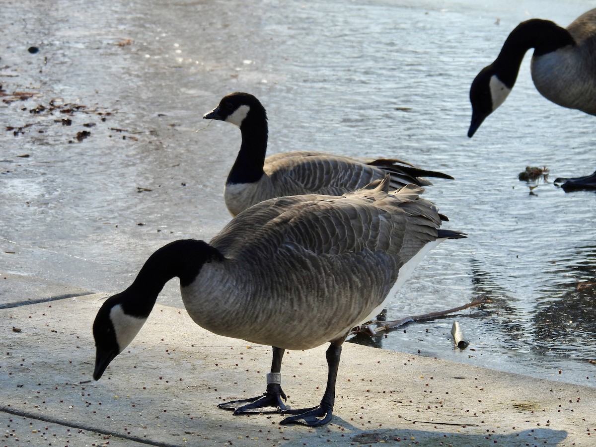 Zwergkanadagans - ML646981051