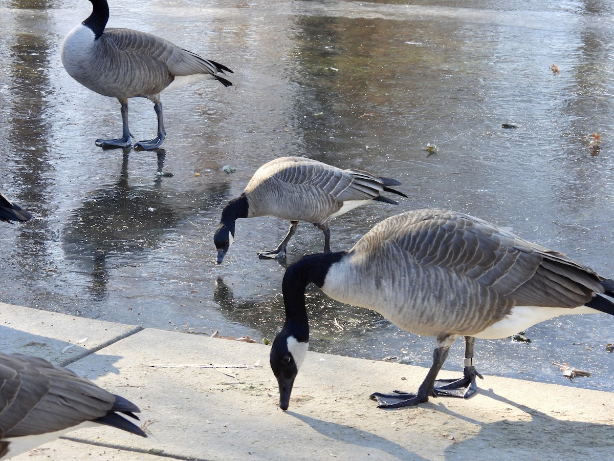 Zwergkanadagans - ML646981052