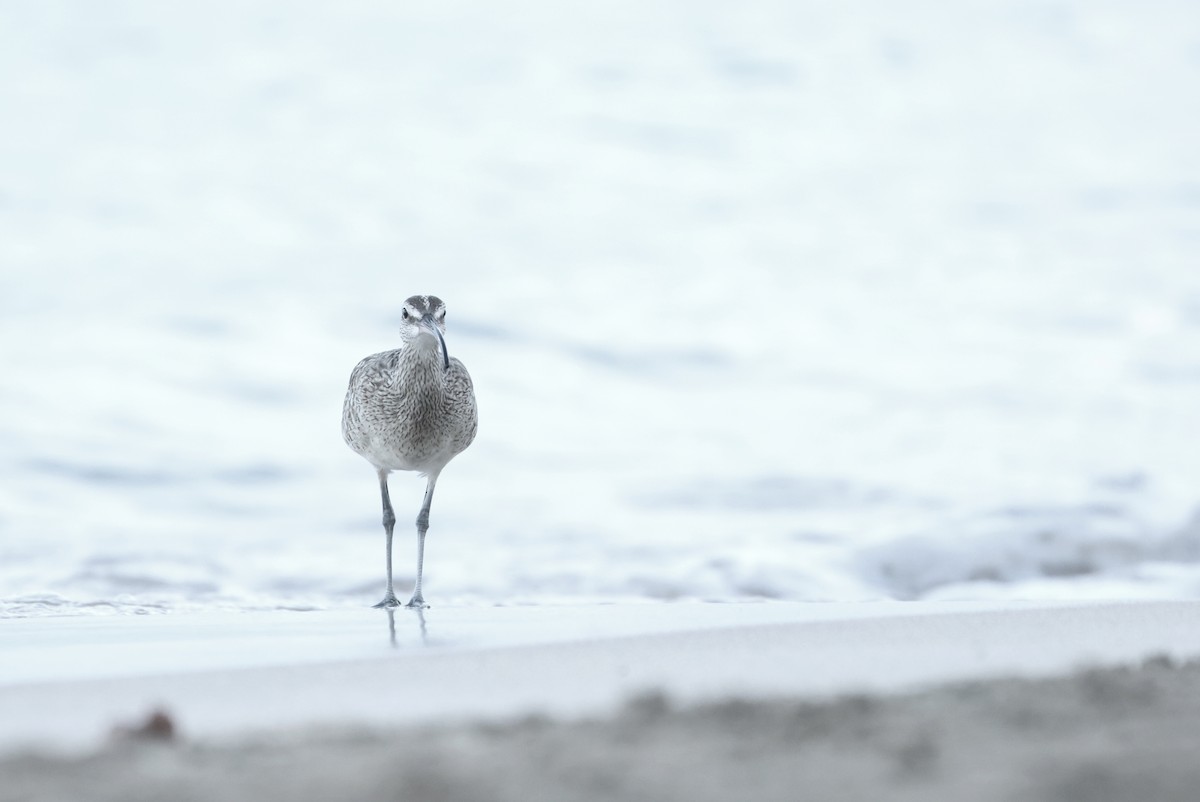 Hudsonbrachvogel - ML646981053