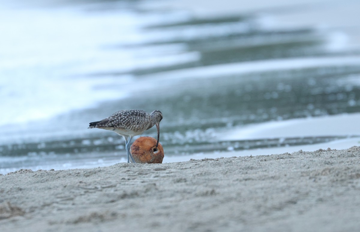 Hudsonbrachvogel - ML646981054