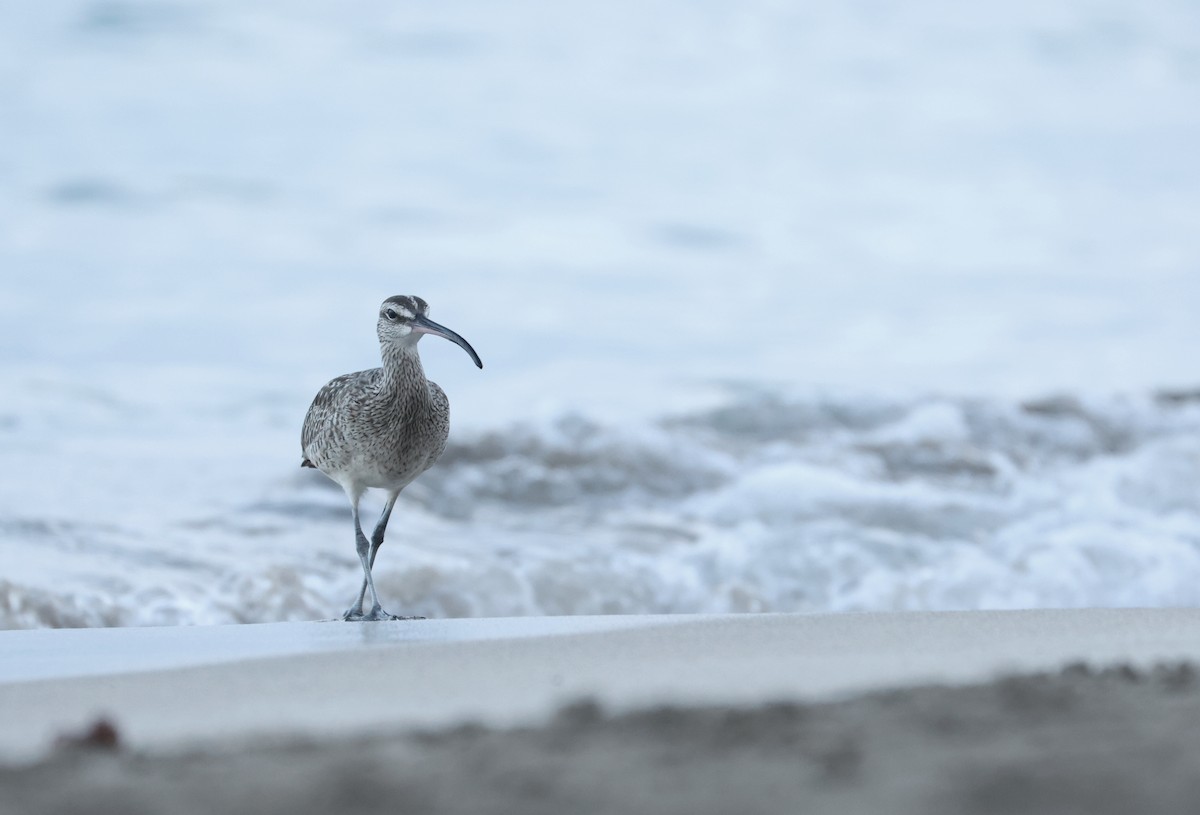 Hudsonbrachvogel - ML646981055