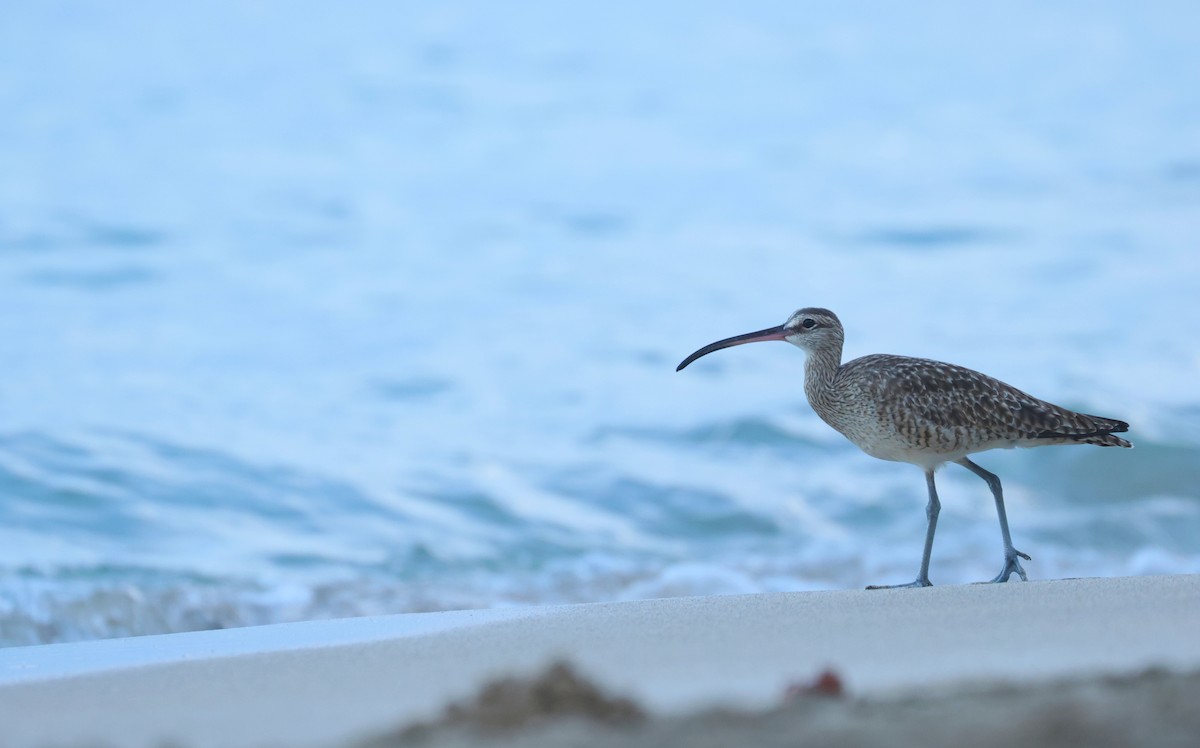 Hudsonbrachvogel - ML646981056