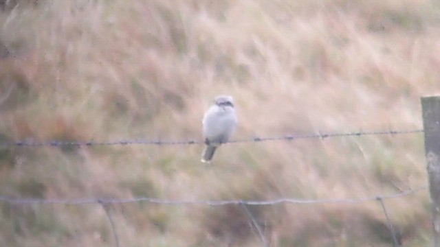 Raubwürger - ML646981057