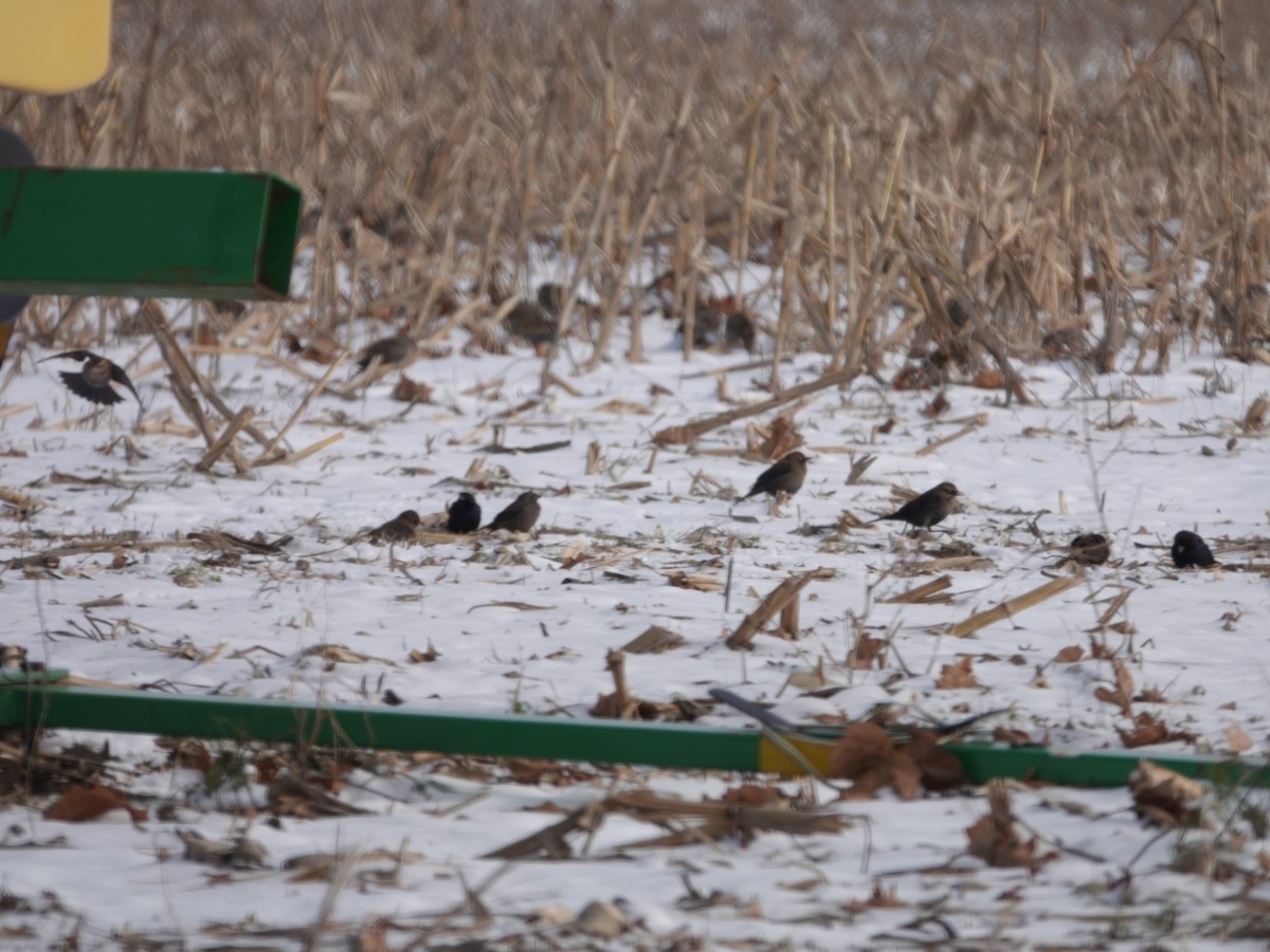 Roststärling - ML646981058