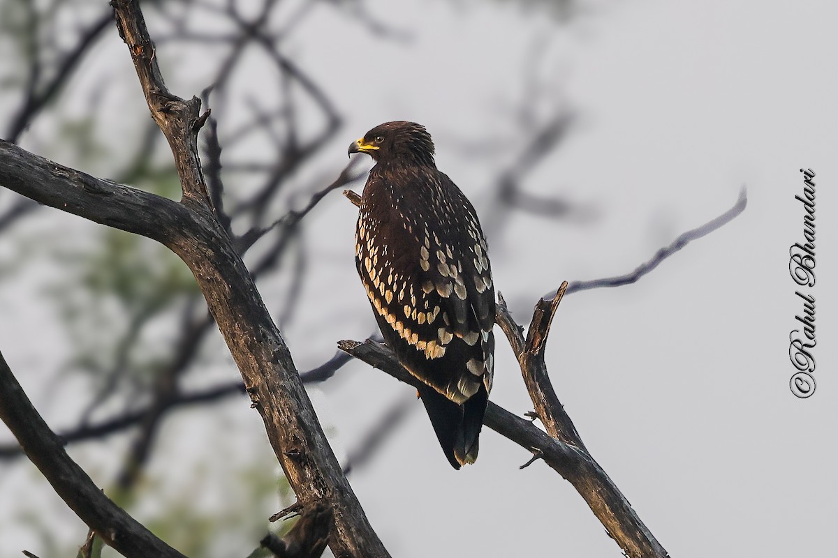 Schelladler - ML646981059