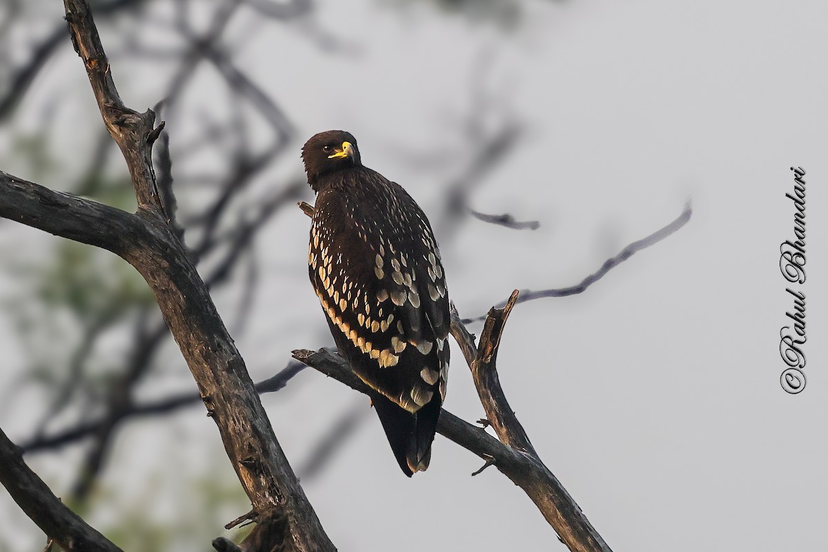 Schelladler - ML646981060