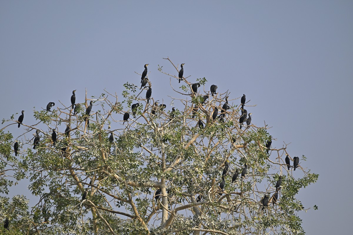 Kormoran - ML646981062