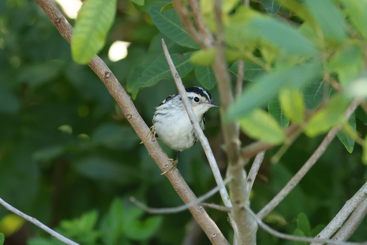 Kletterwaldsänger - ML646981063