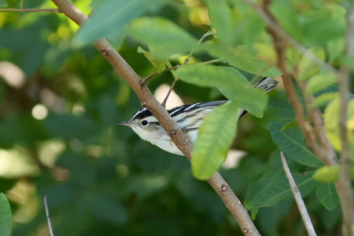 Kletterwaldsänger - ML646981064