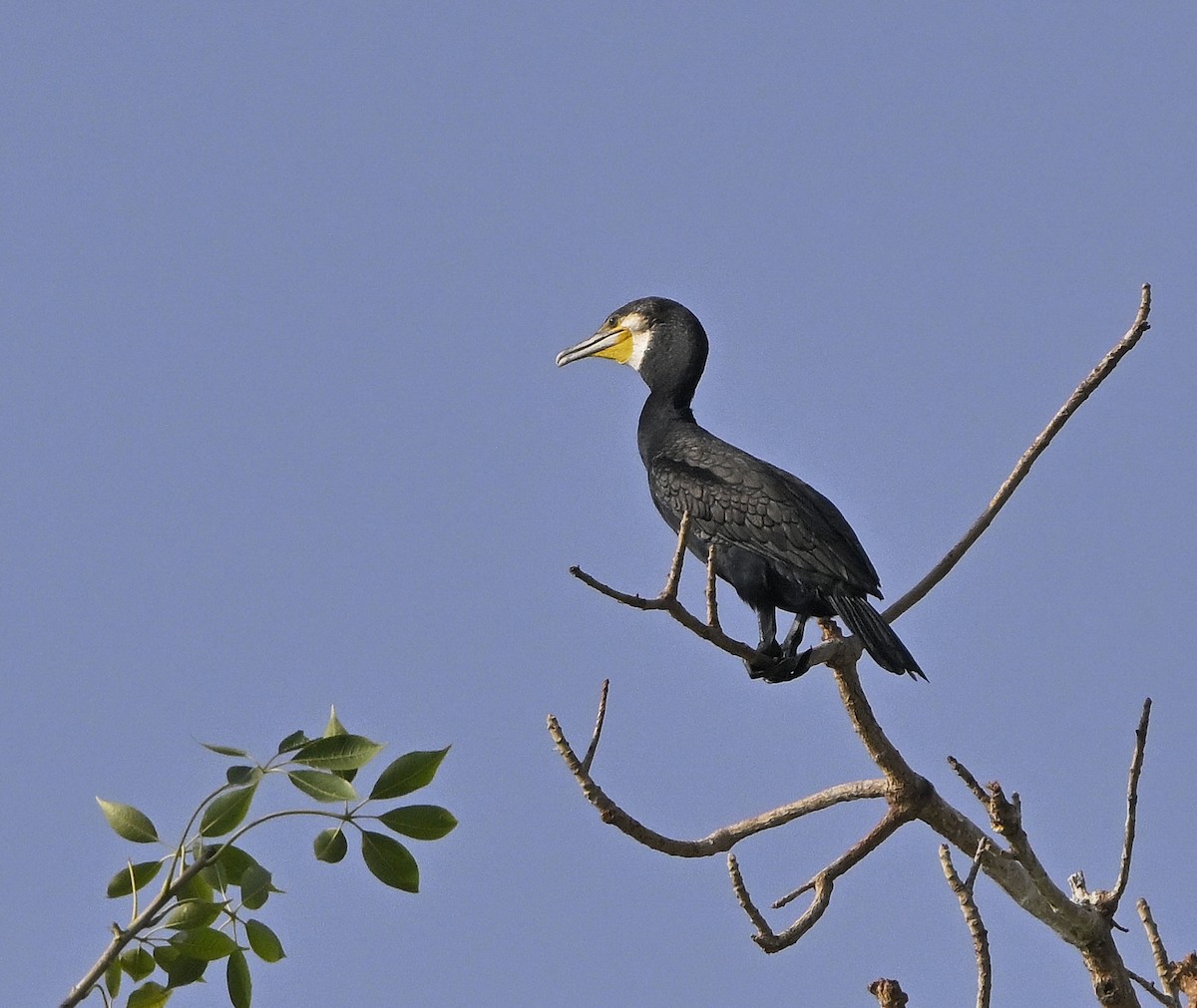 Kormoran - ML646981065
