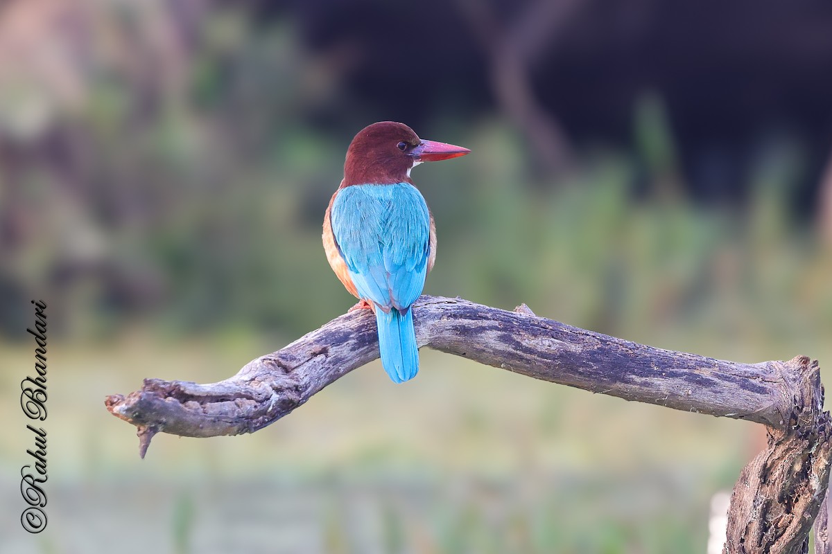 Braunliest - ML646981067