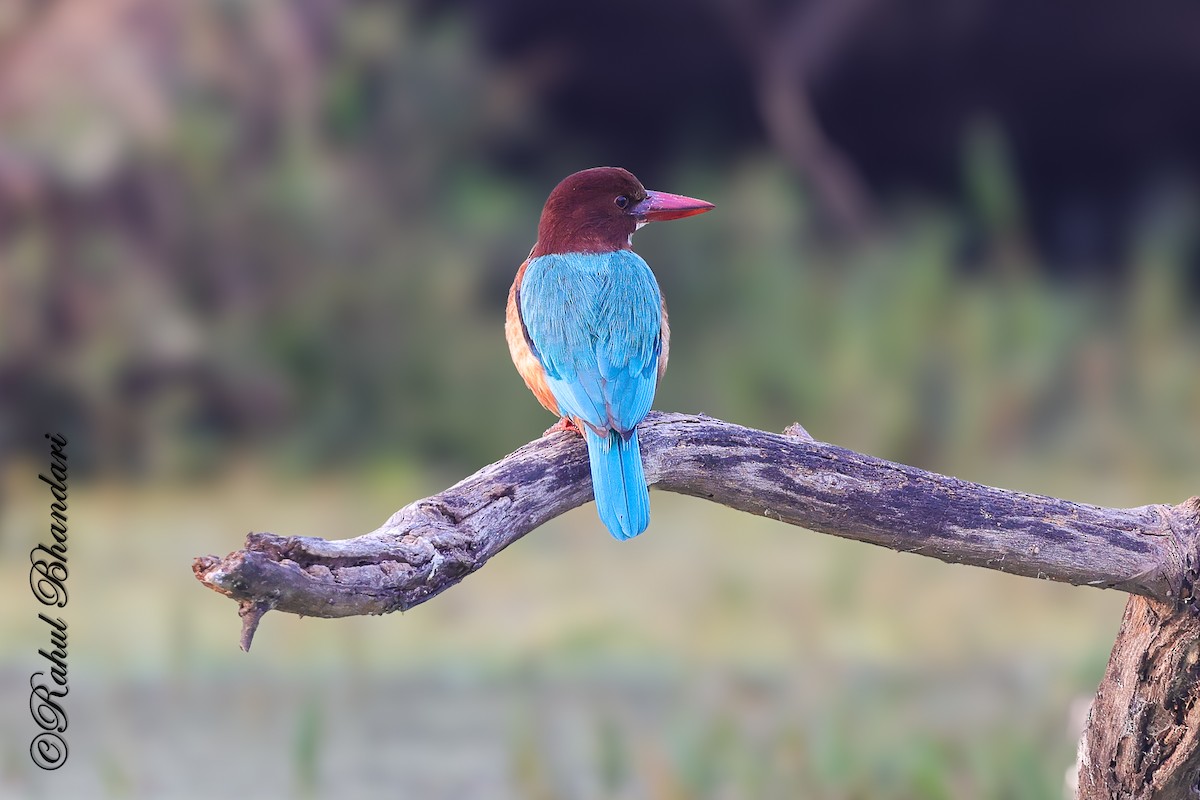 Braunliest - ML646981068