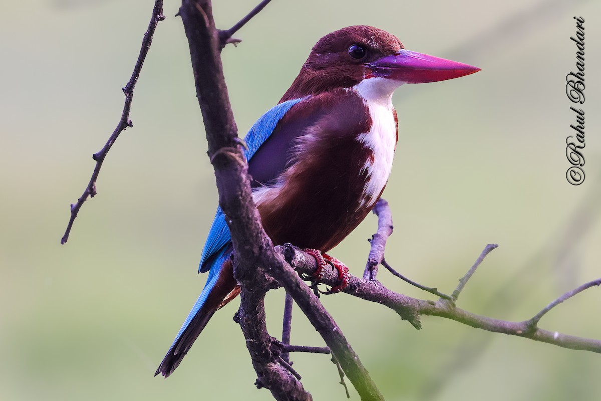 Braunliest - ML646981069