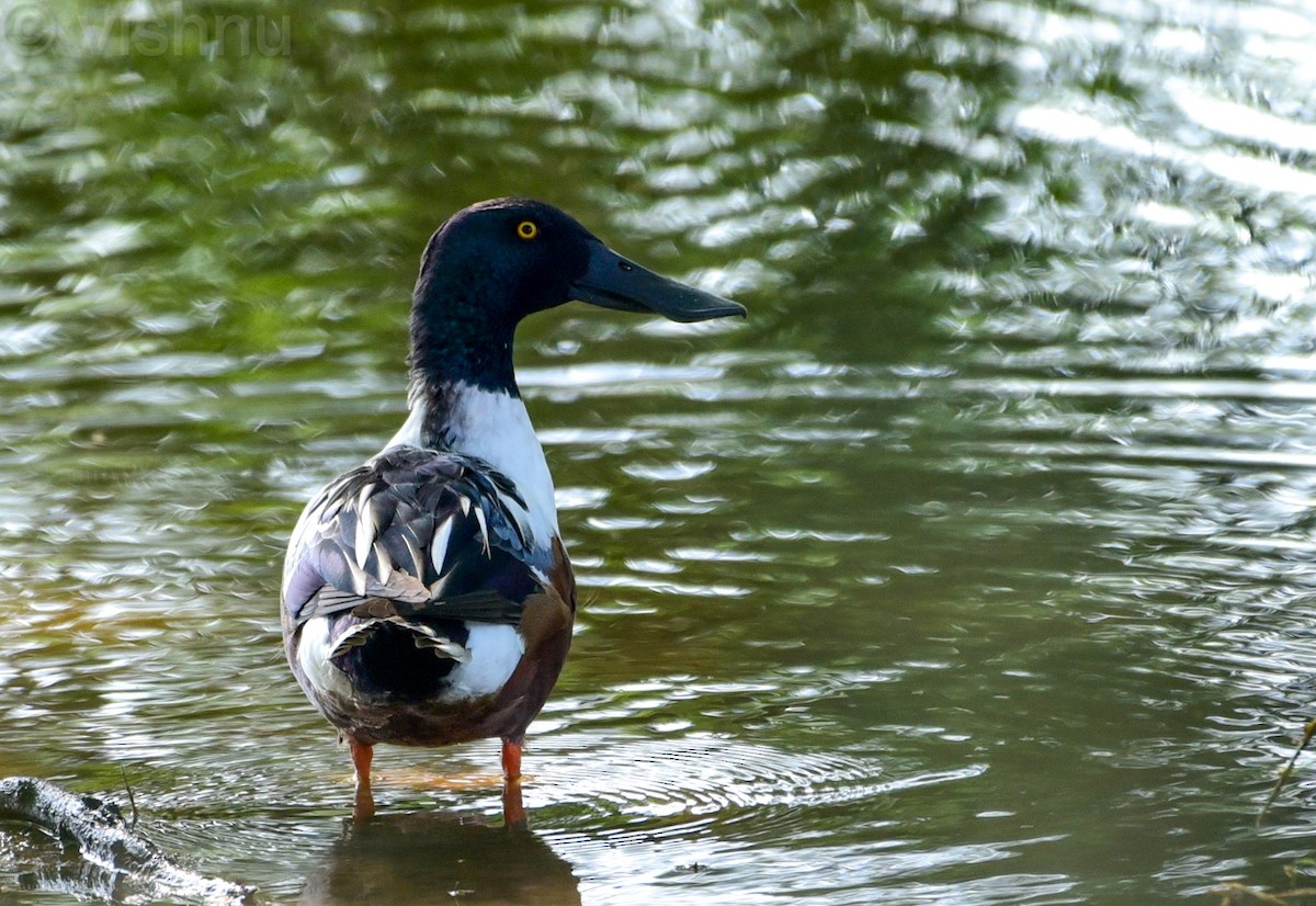 琵嘴鴨 - ML646981070