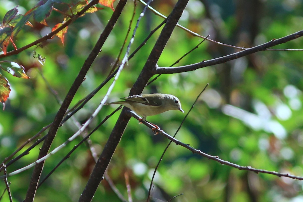 Rubingoldhähnchen - ML646981071