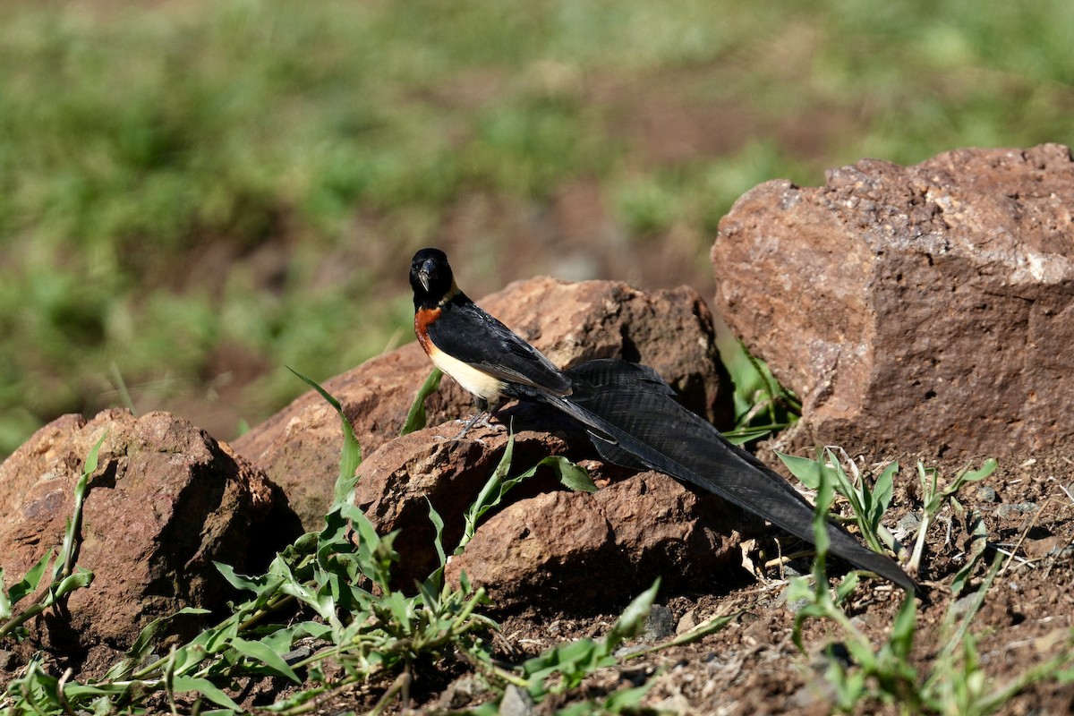 ホウオウジャク - ML646981072