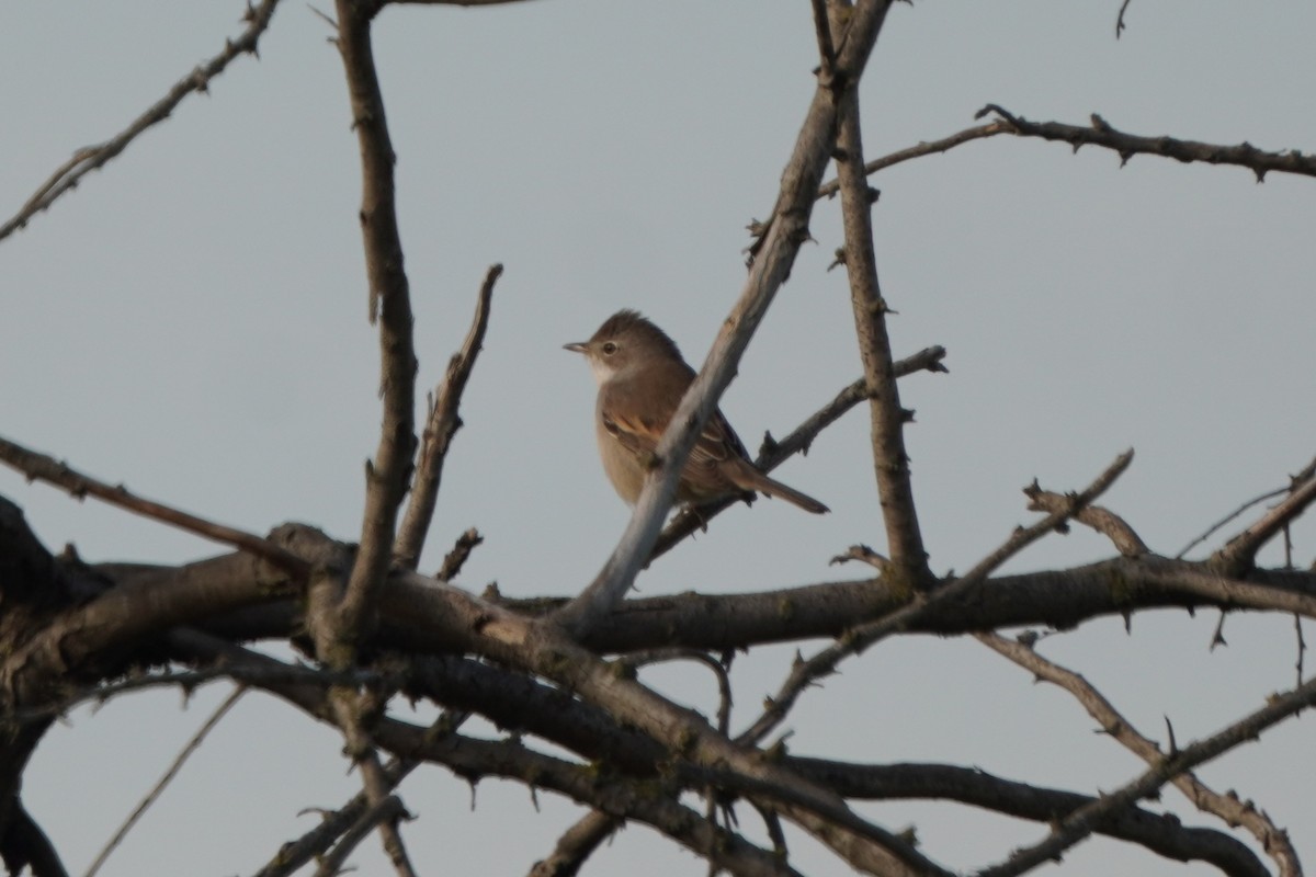 Tamariskengrasmücke - ML646981073