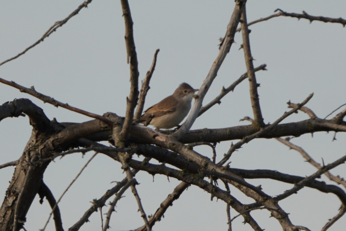 Tamariskengrasmücke - ML646981074