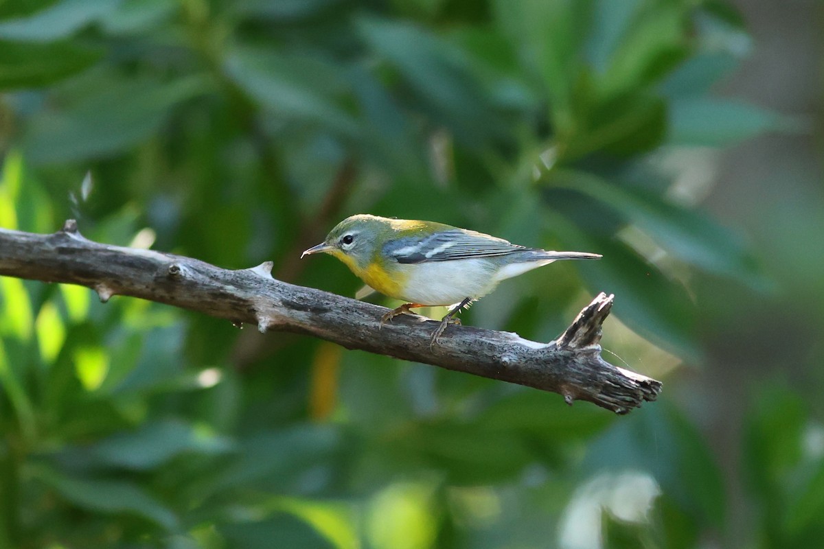 Meisenwaldsänger - ML646981075