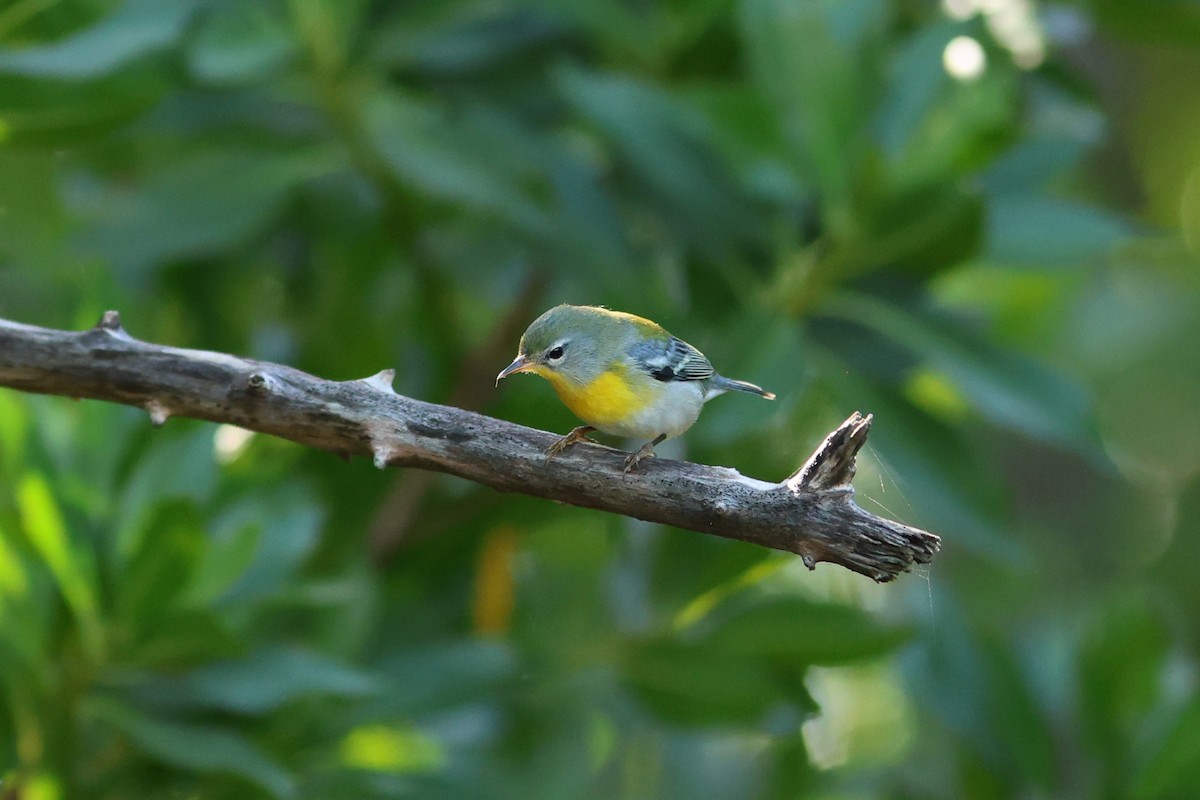 Meisenwaldsänger - ML646981076