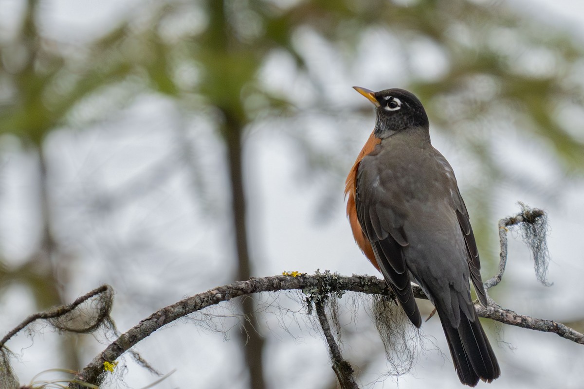 Wanderdrossel - ML646981077