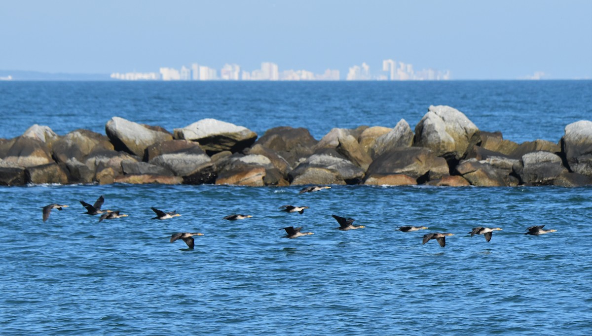 Double-crested Cormorant - ML646981078