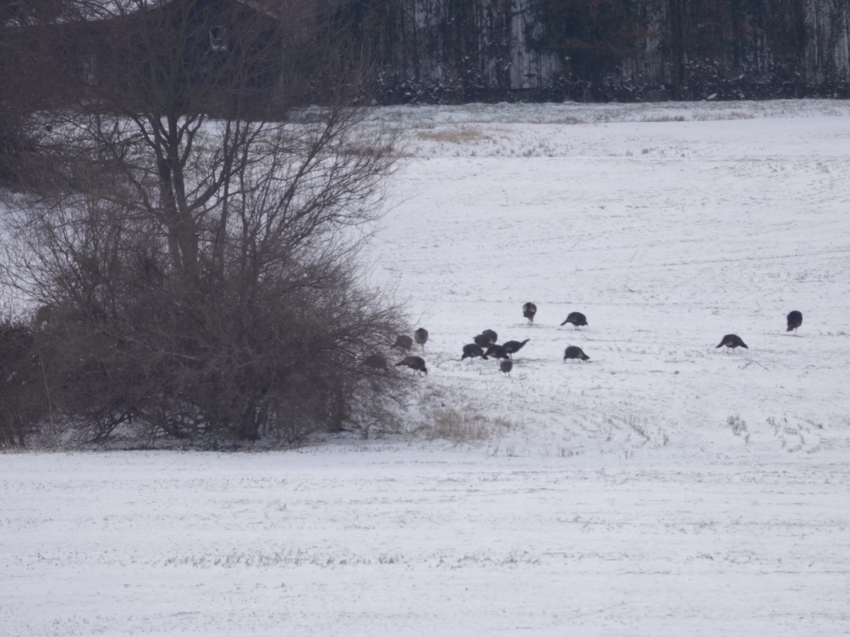 Wild Turkey - ML646981079