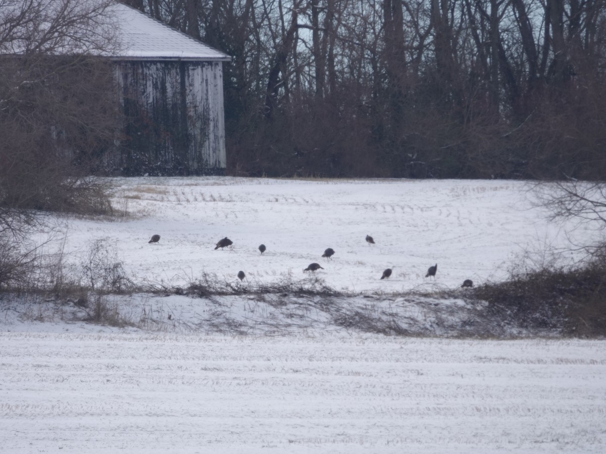 Wild Turkey - ML646981080