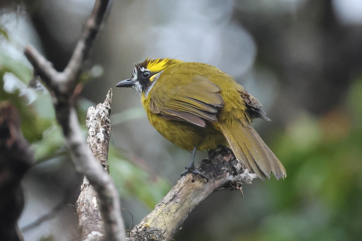 キミミヒヨドリ - ML646981081