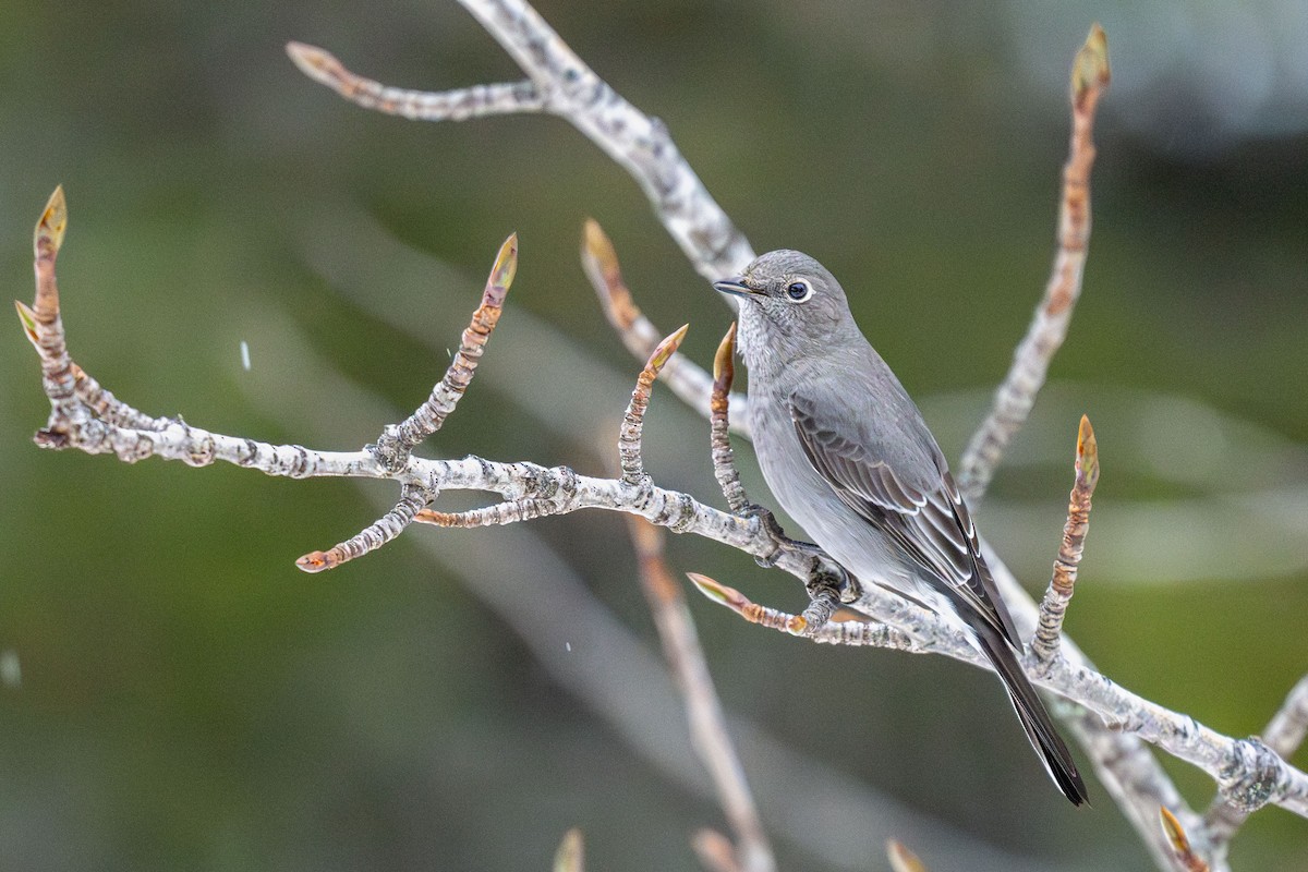 Горный кларино - ML646981092