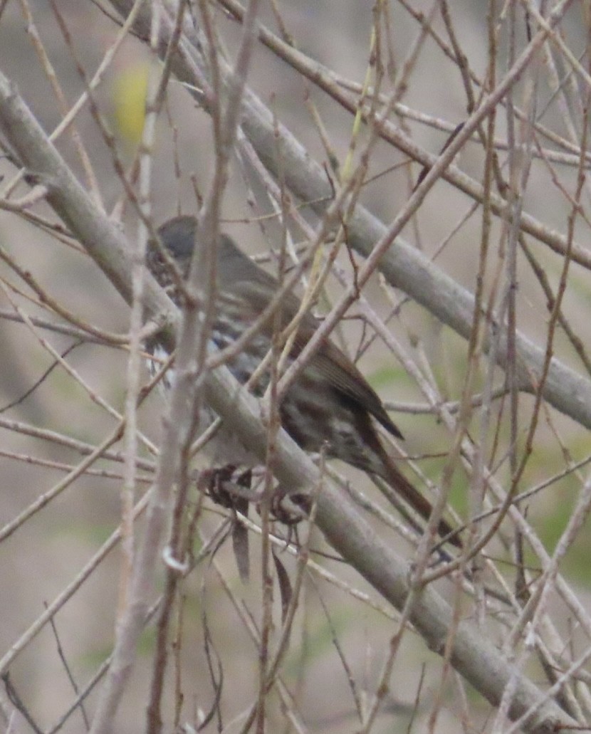 ゴマフスズメ（unalaschcensis グループ） - ML646981093