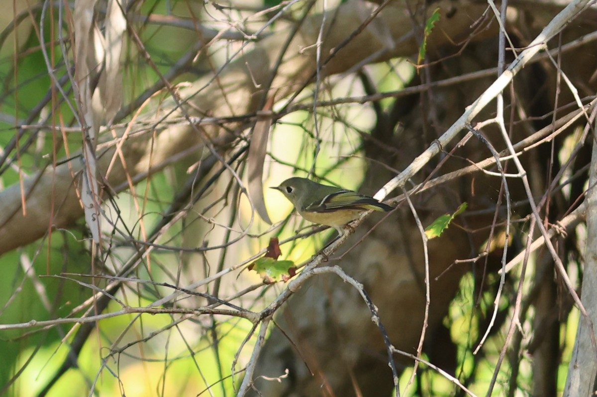 Reyezuelo Rubí - ML646981095