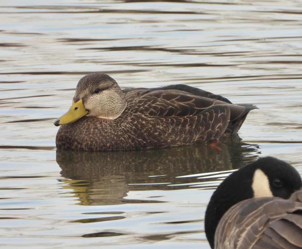 kachna tmavá - ML646981097