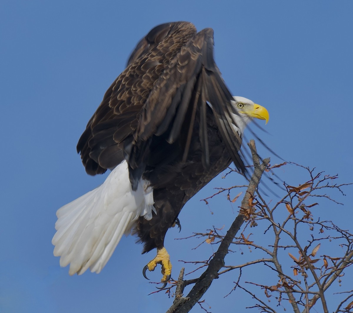 Pygargue à tête blanche - ML646981099