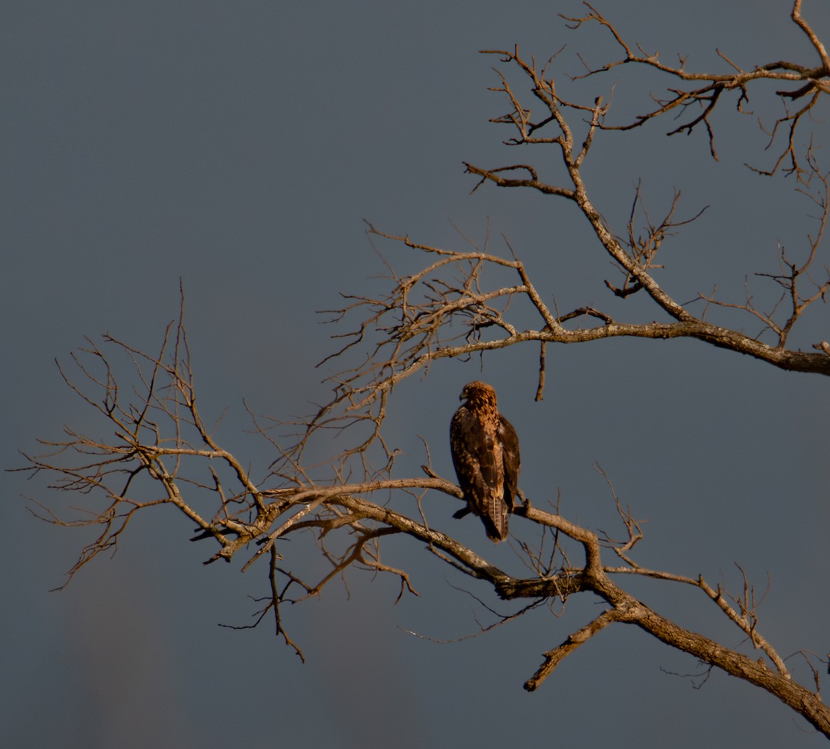 アフリカソウゲンワシ - ML646981103