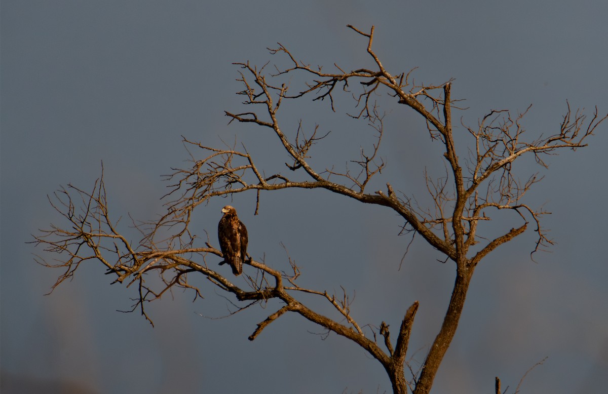 アフリカソウゲンワシ - ML646981104