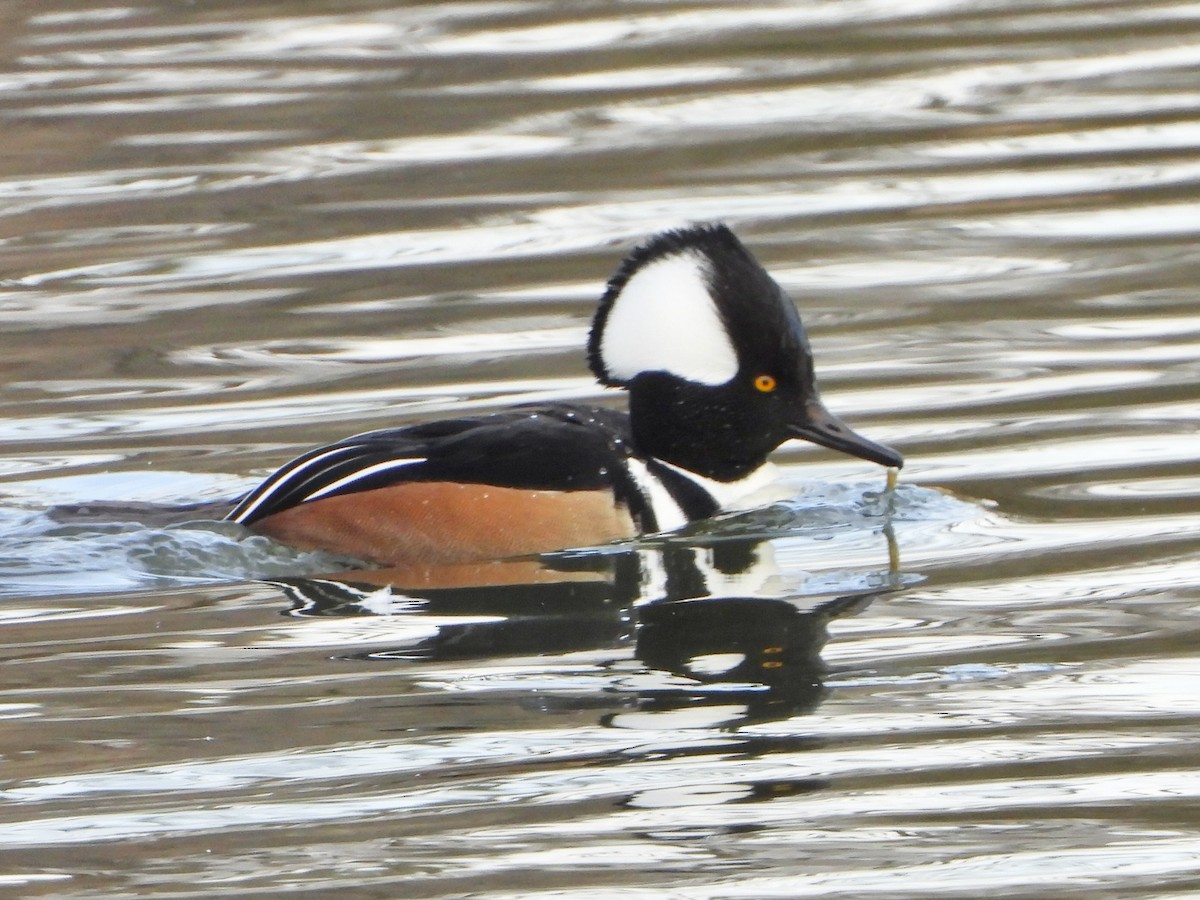 morčák chocholatý - ML646981106