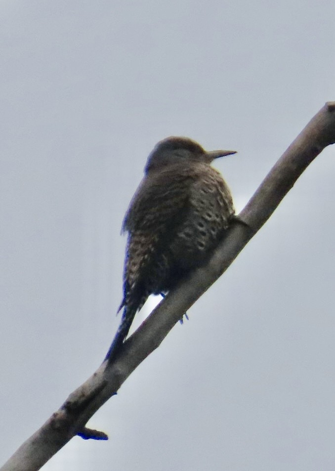 ハシボソキツツキ（cafer グループ） - ML646981107