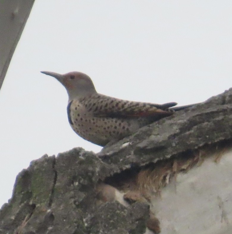 ハシボソキツツキ（cafer グループ） - ML646981108