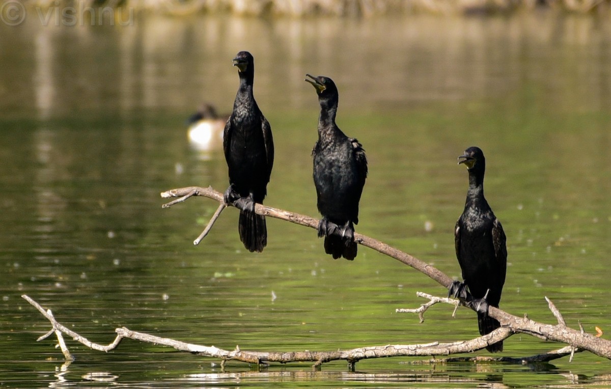 Индийский баклан - ML646981109