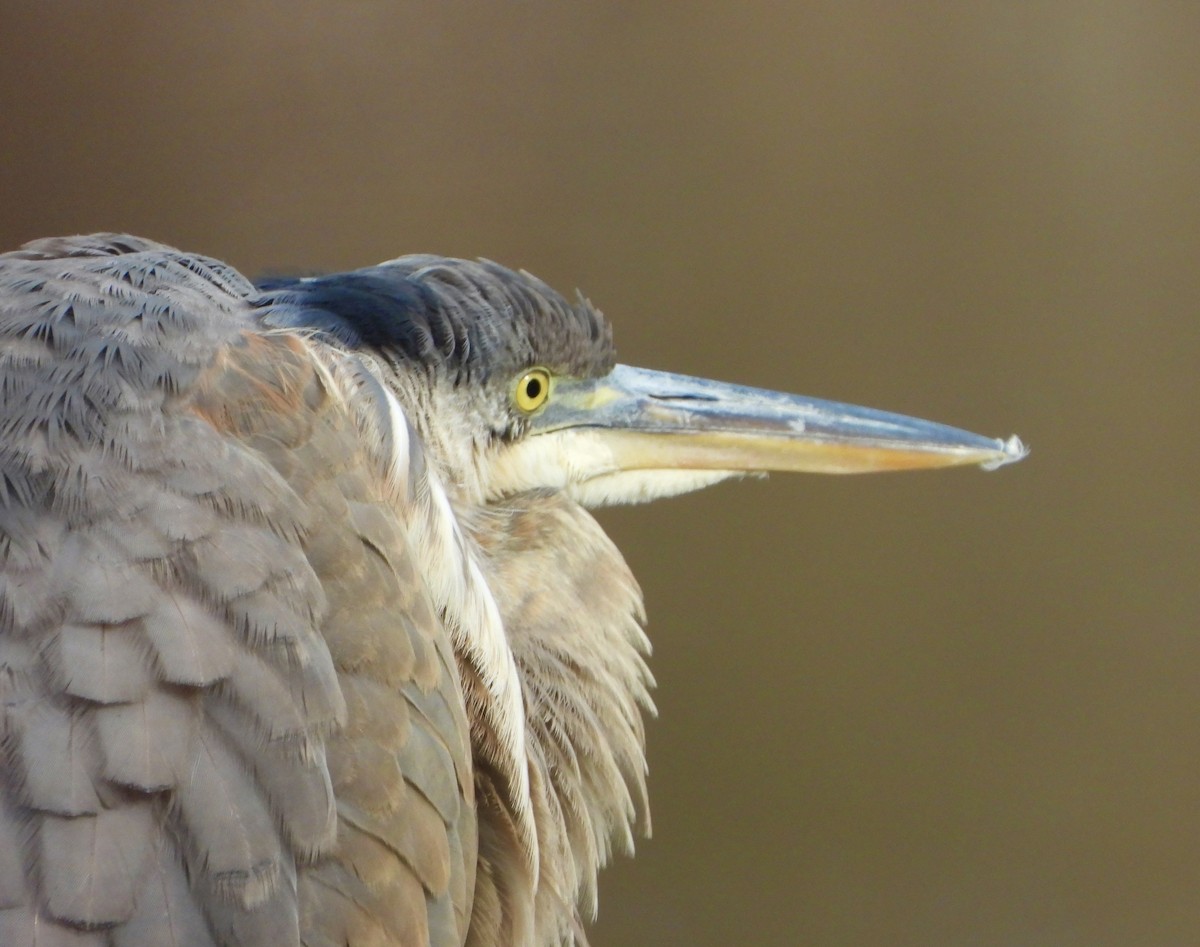 volavka velká - ML646981112