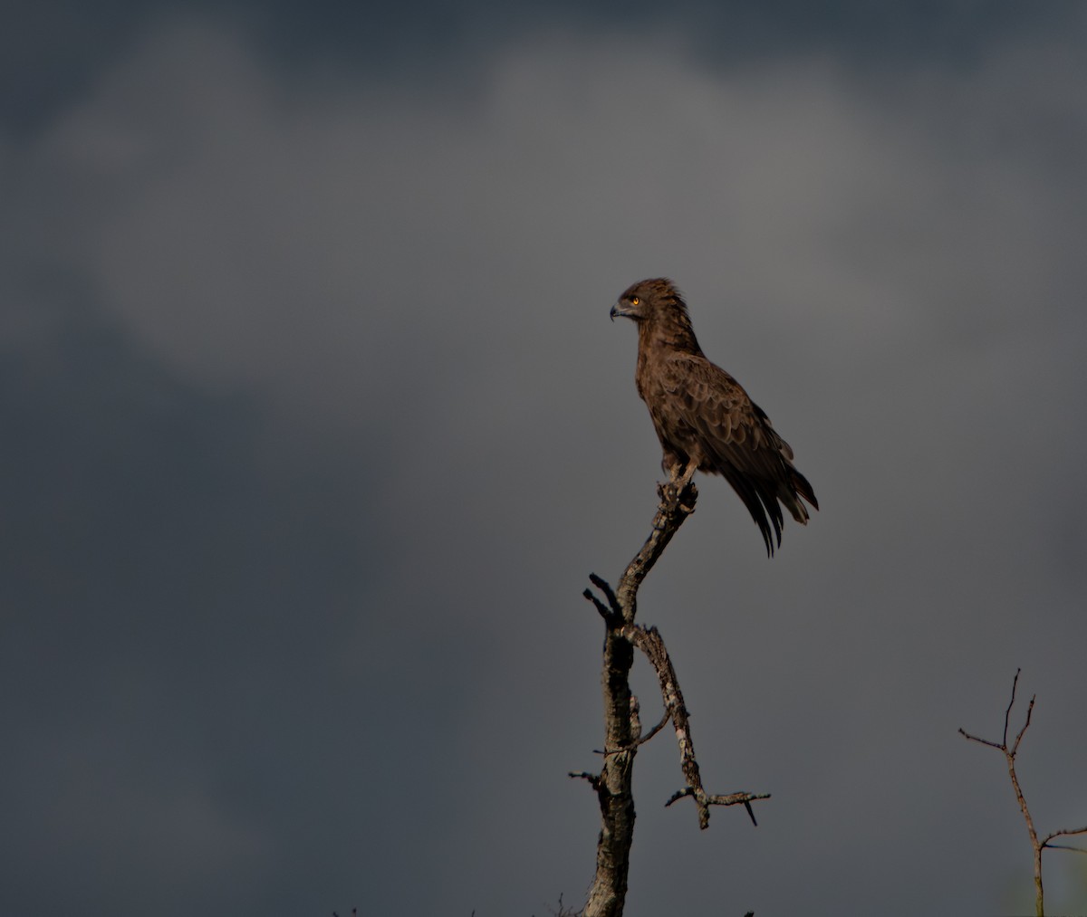 チャイロチュウヒワシ - ML646981119